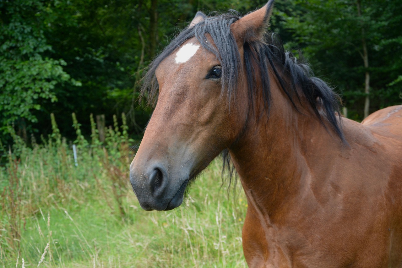 2024澳門特馬現(xiàn)場(chǎng)直播：本期推薦馬、雞、虎、馬