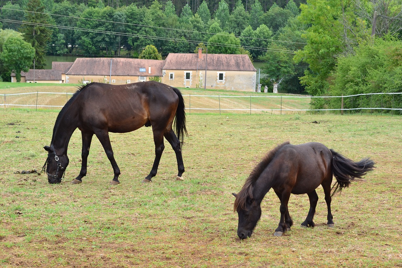 澳門今晚一肖必中特：本期推薦羊、馬、鼠、鼠