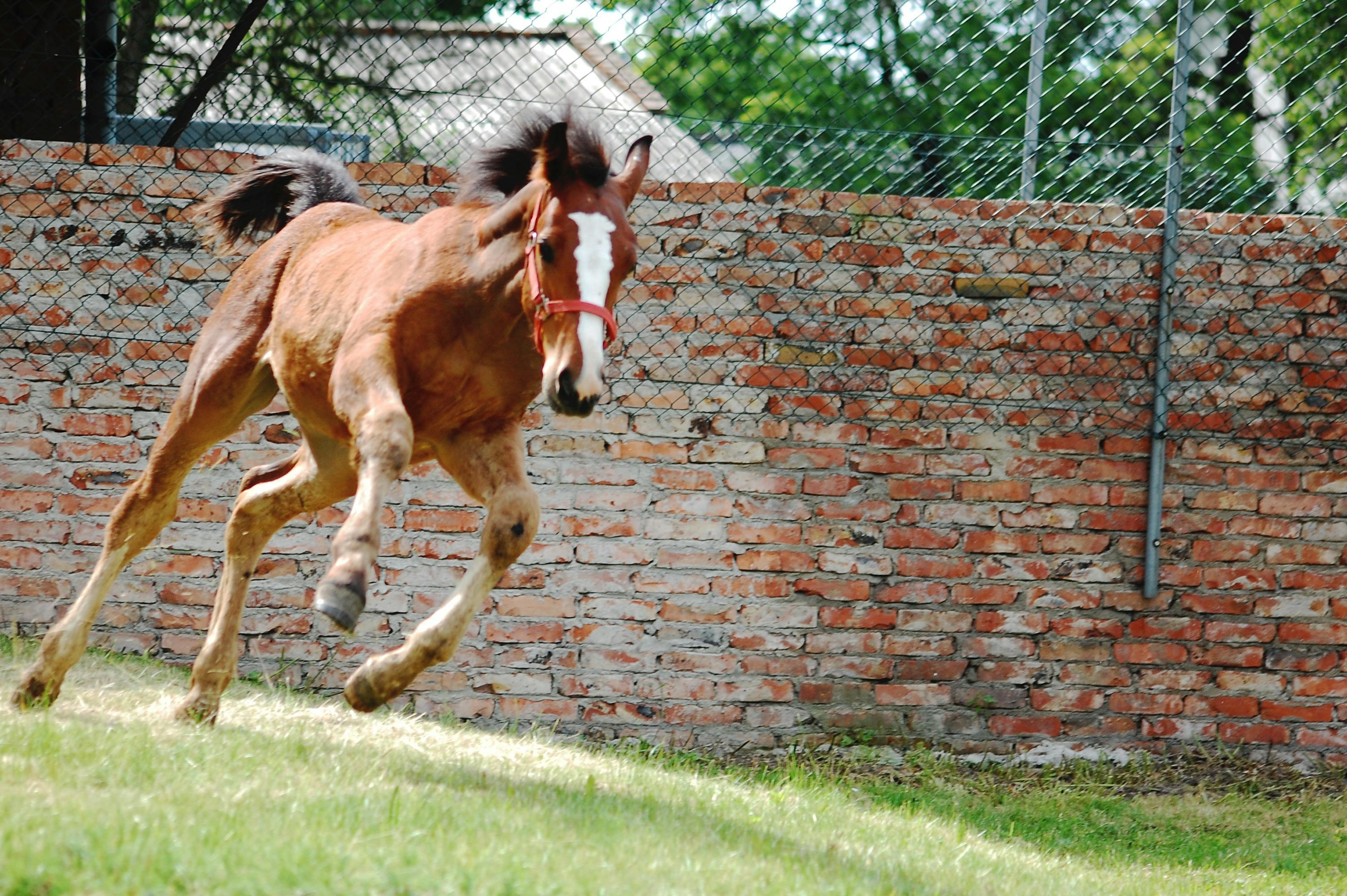 2024澳門特馬今晚開獎097期：3-11-11-35-21-46：T：37