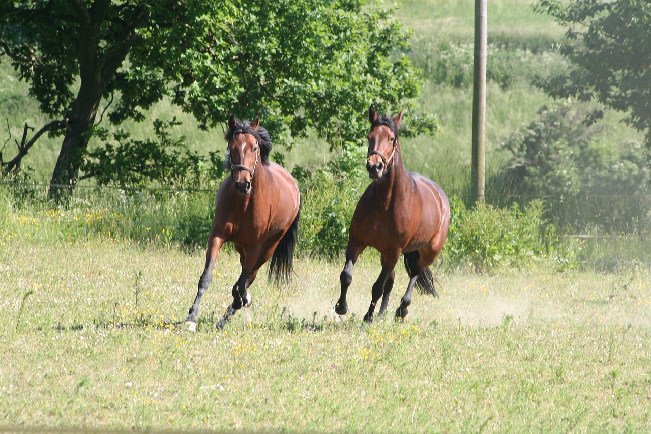 白小姐四肖四碼100%準：本期推薦猴、馬、豬、馬