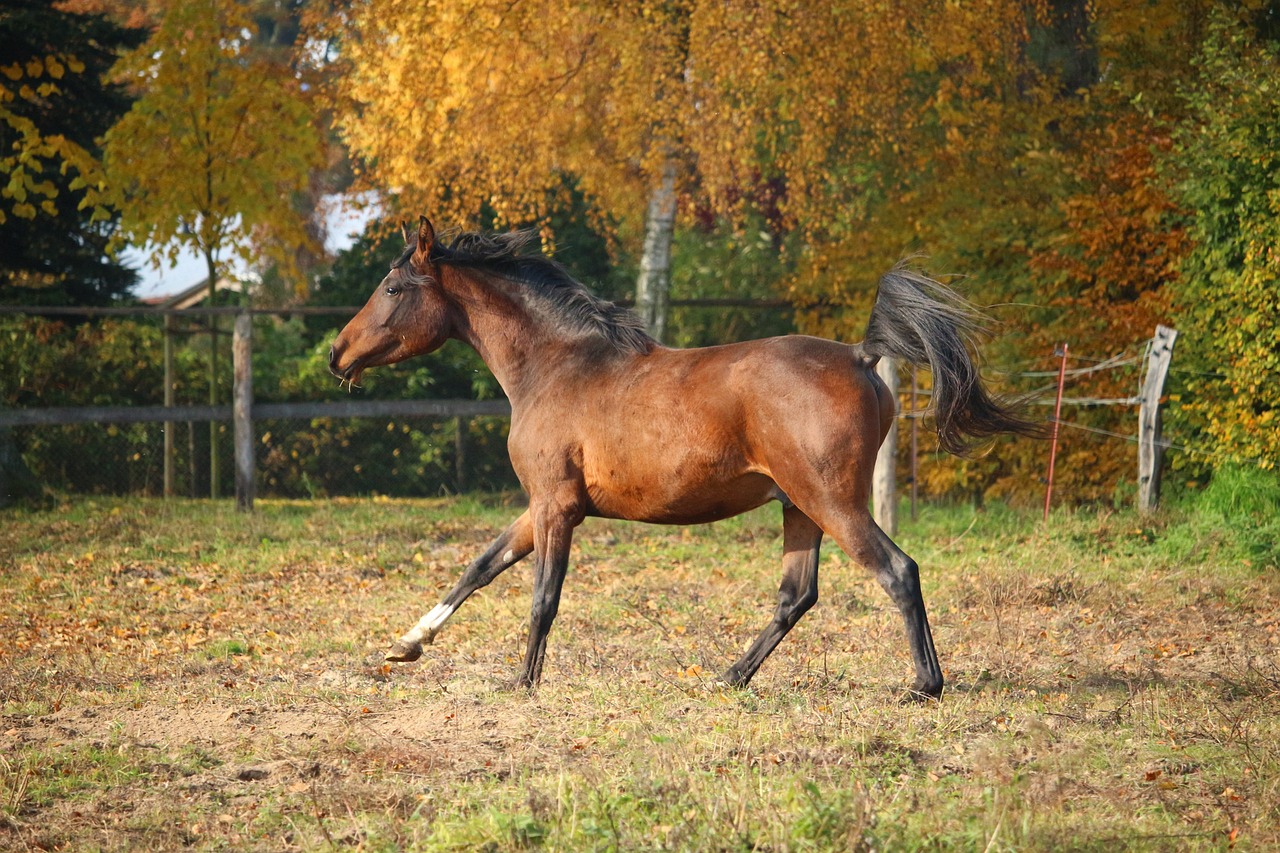 新門內(nèi)部資料精準大全：本期推薦蛇、馬、猴、羊