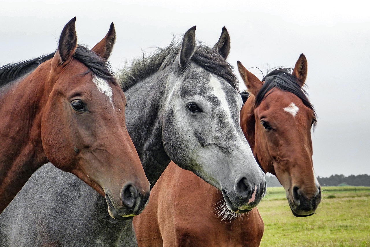 2024澳門特馬今晚開獎億彩網(wǎng)：本期推薦狗、龍、豬、牛