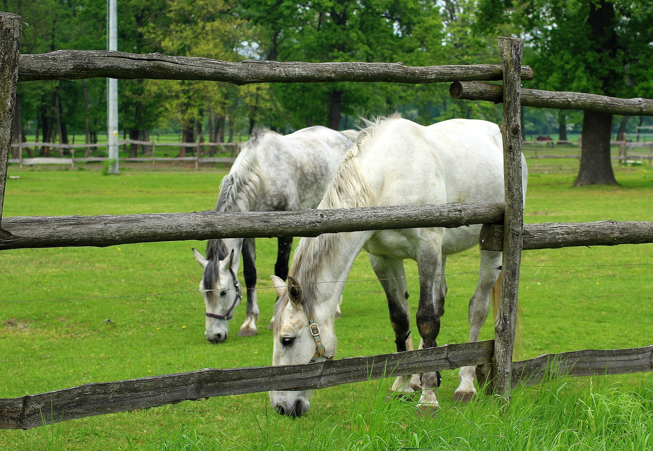 澳門最準的資料免費公開：本期推薦馬、雞、虎、兔