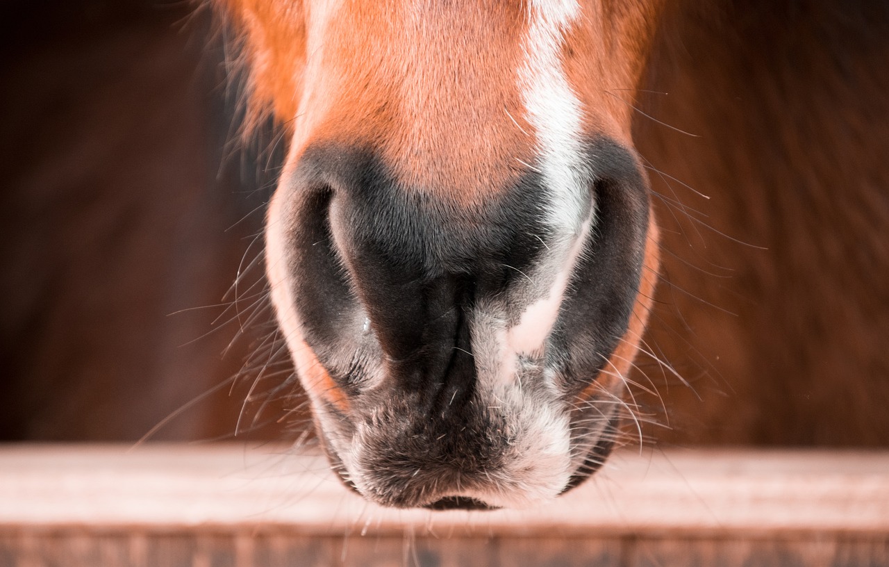 白小姐今晚特馬期期生肖：本期推薦雞、豬、狗、兔