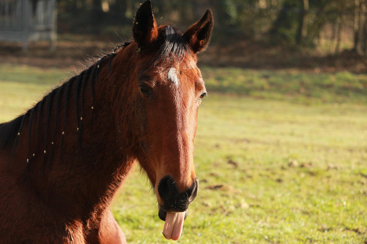 新澳天天開(kāi)好彩資料大全：本期推薦豬、馬、馬、豬