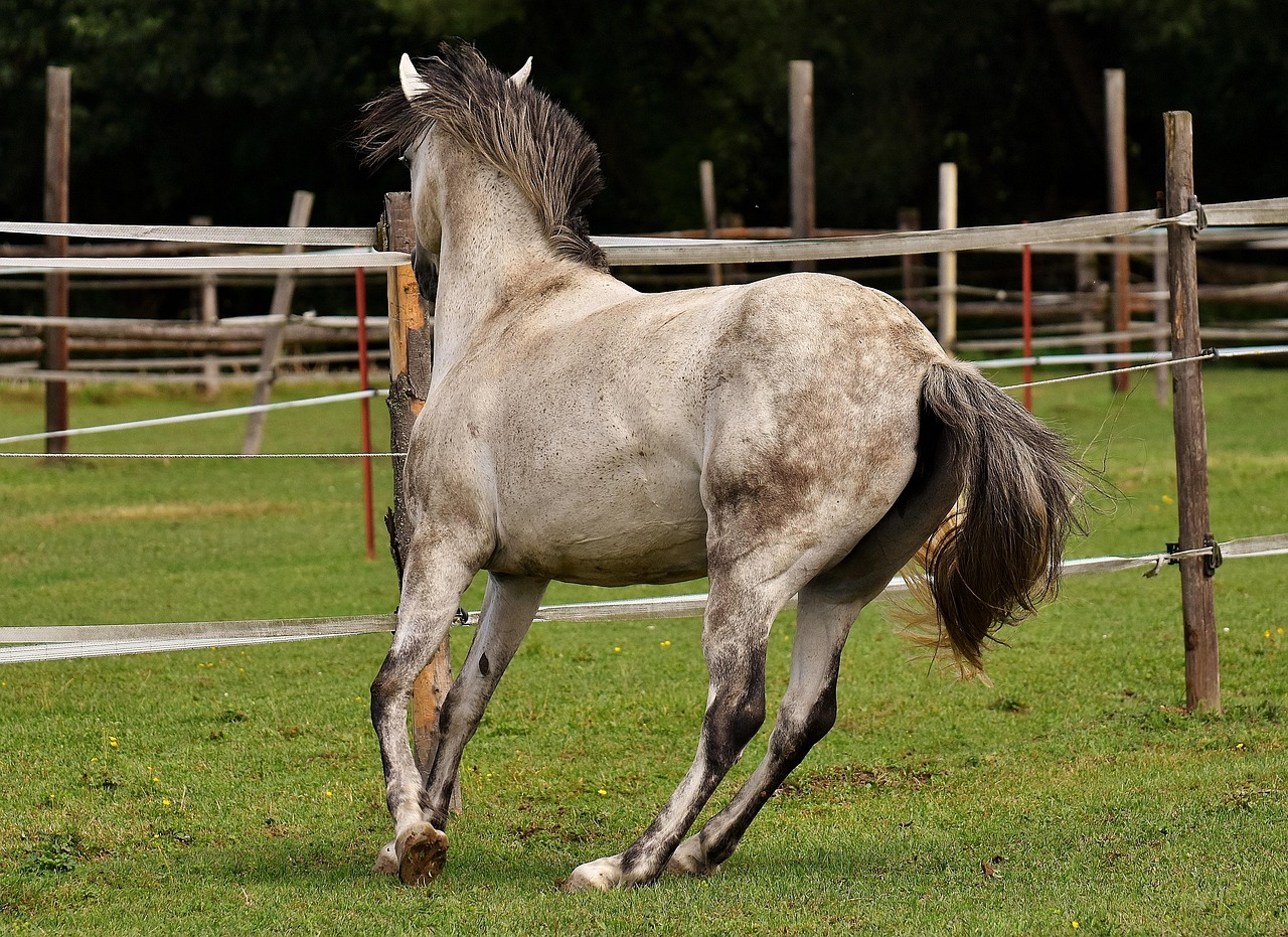 新粵門六舍彩資料正版：本期推薦虎、馬、狗、馬