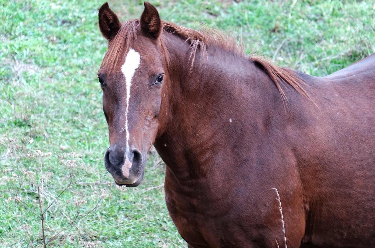 2024澳門特馬現(xiàn)場直播：本期推薦虎、兔、狗、馬